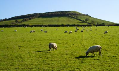 Brent Knoll