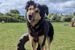 Woof Hall & Dog Field